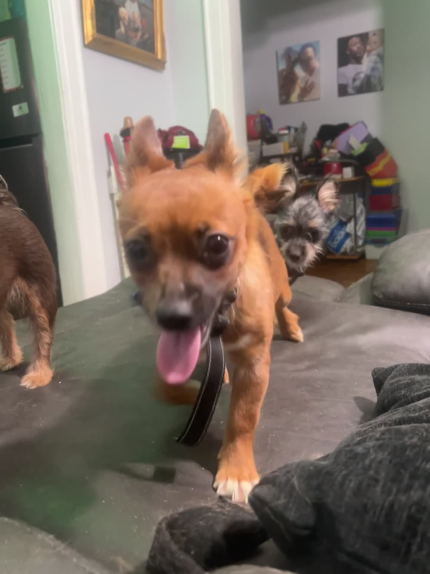 Mixed Breed dogs for sale: Stella - Video 1