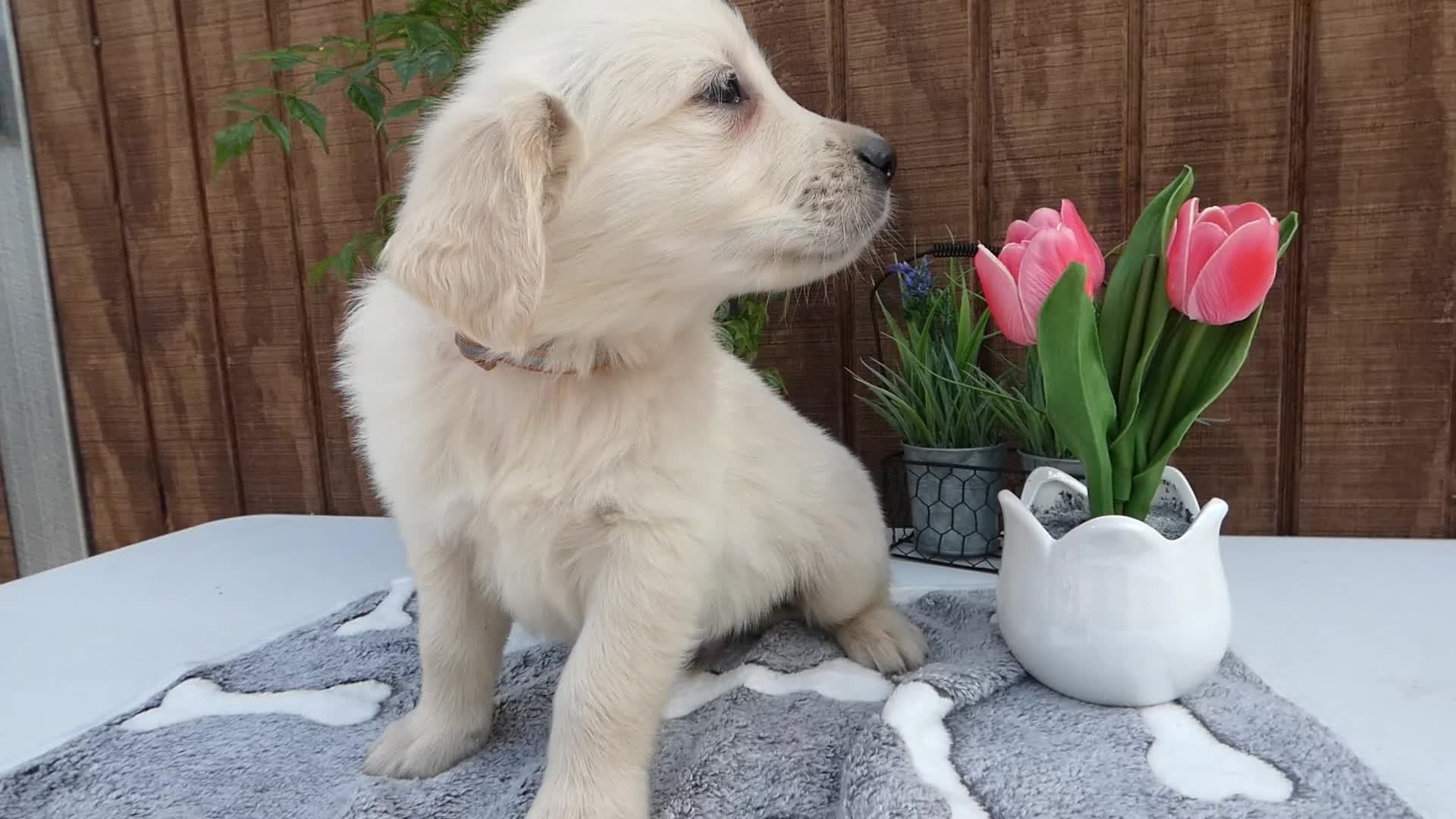 Golden Retriever dogs for sale: Golden Retriever 2 Dextor - Video 1