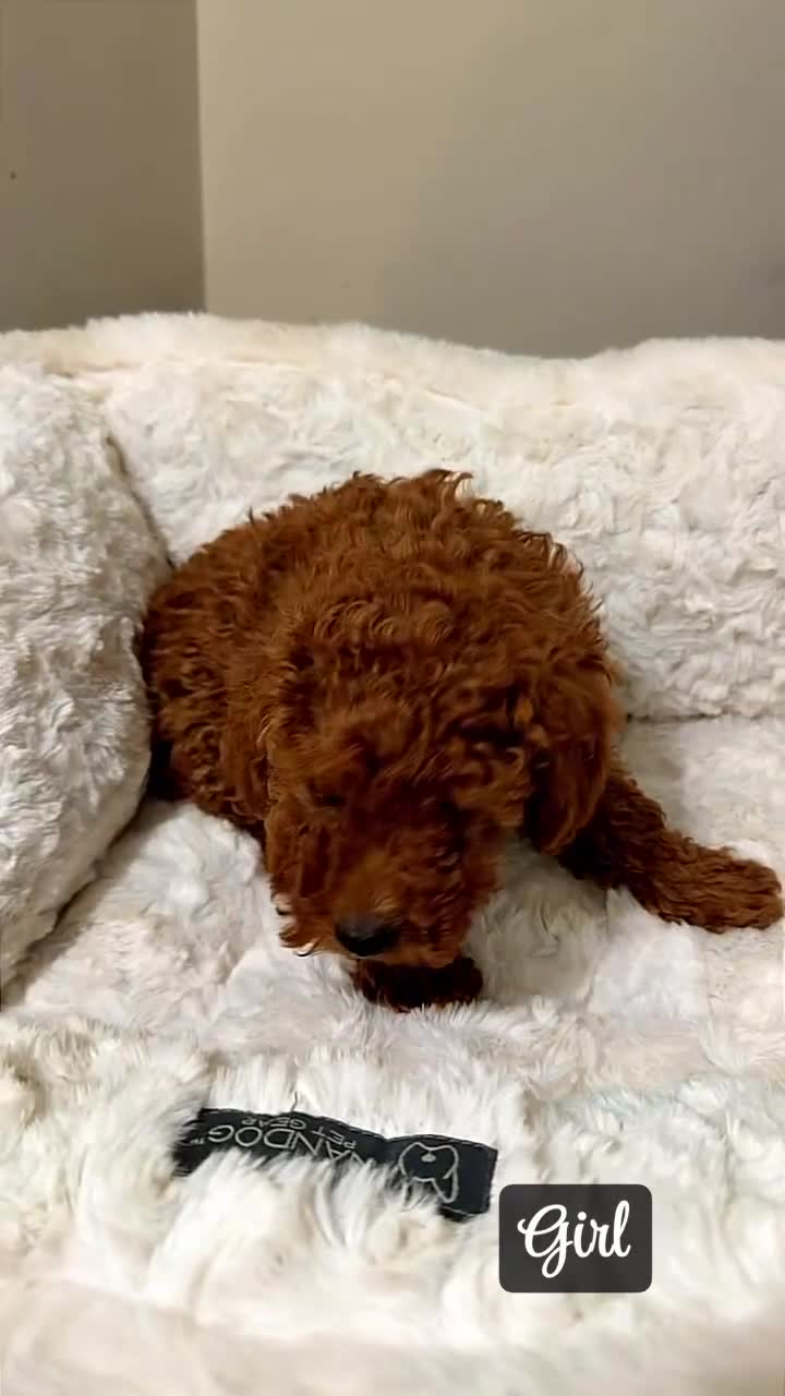 Toy Poodle dogs for sale: Luna  - Video 1