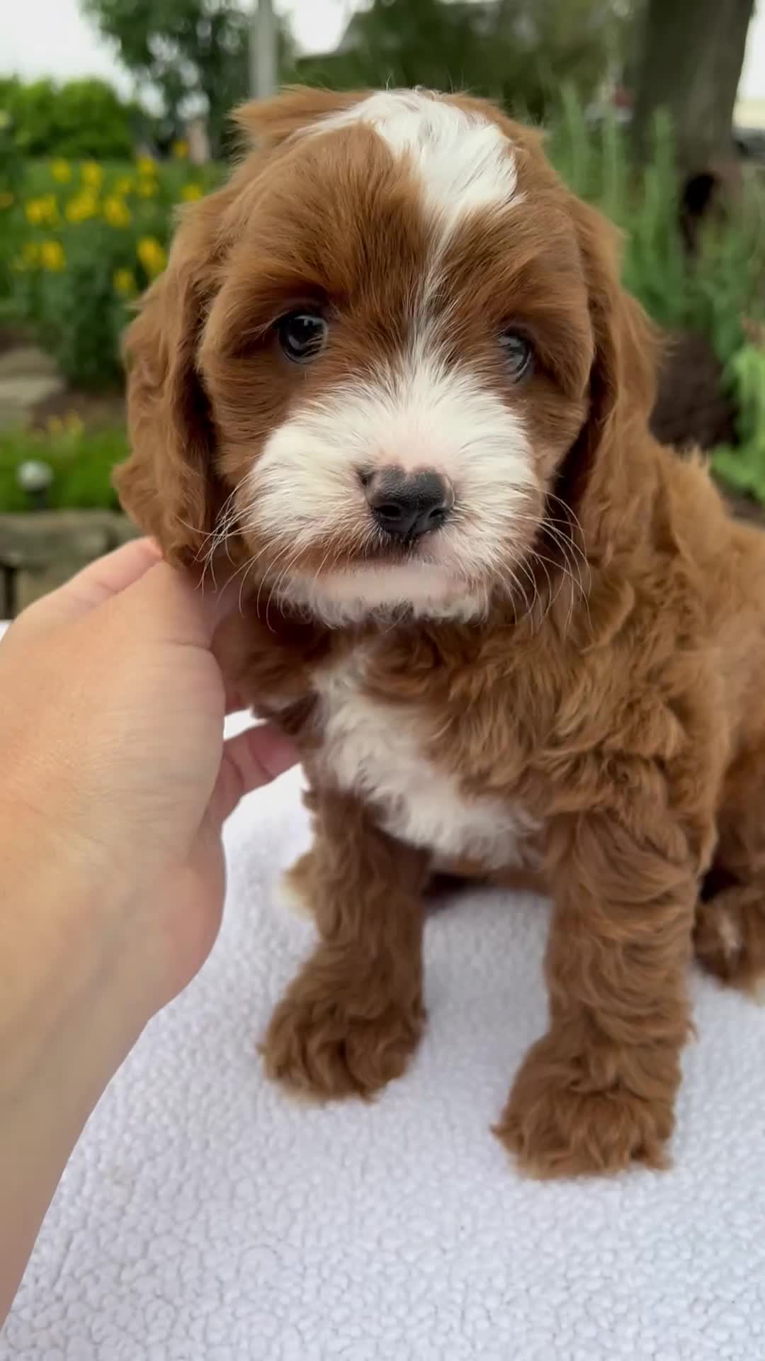 Cavapoo dogs for sale: Ginger - Video 1