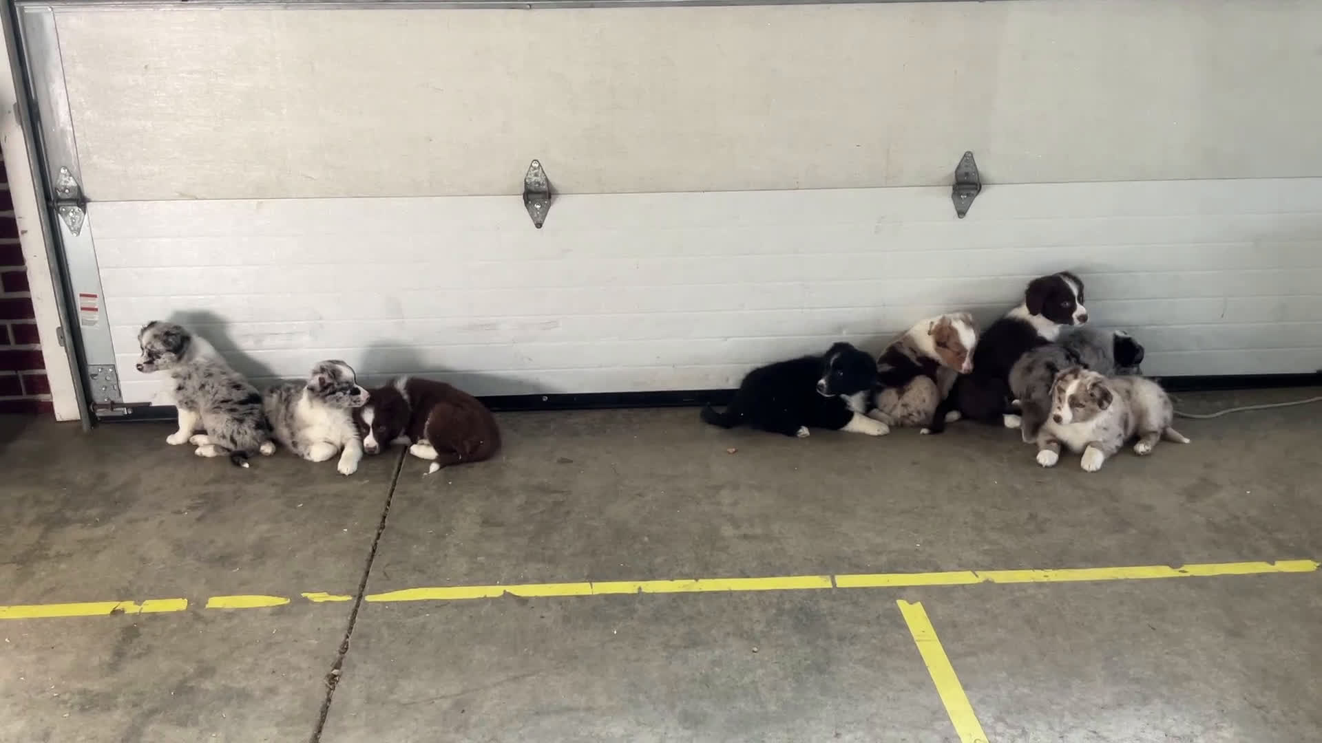 Mixed Breed dogs for sale: Fannie - Video 2