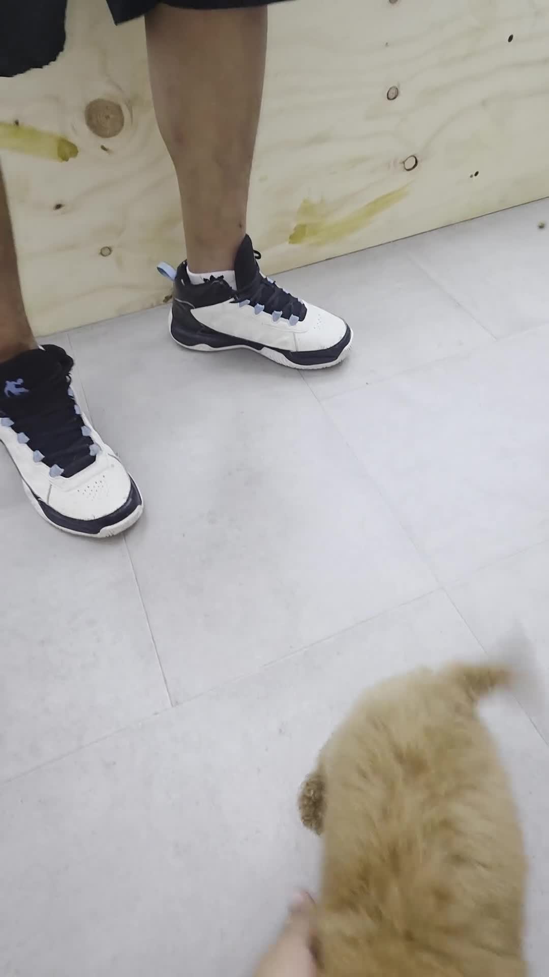 Mini Goldendoodle dogs for sale: TOY GOLDENDOODLE  - Video 2