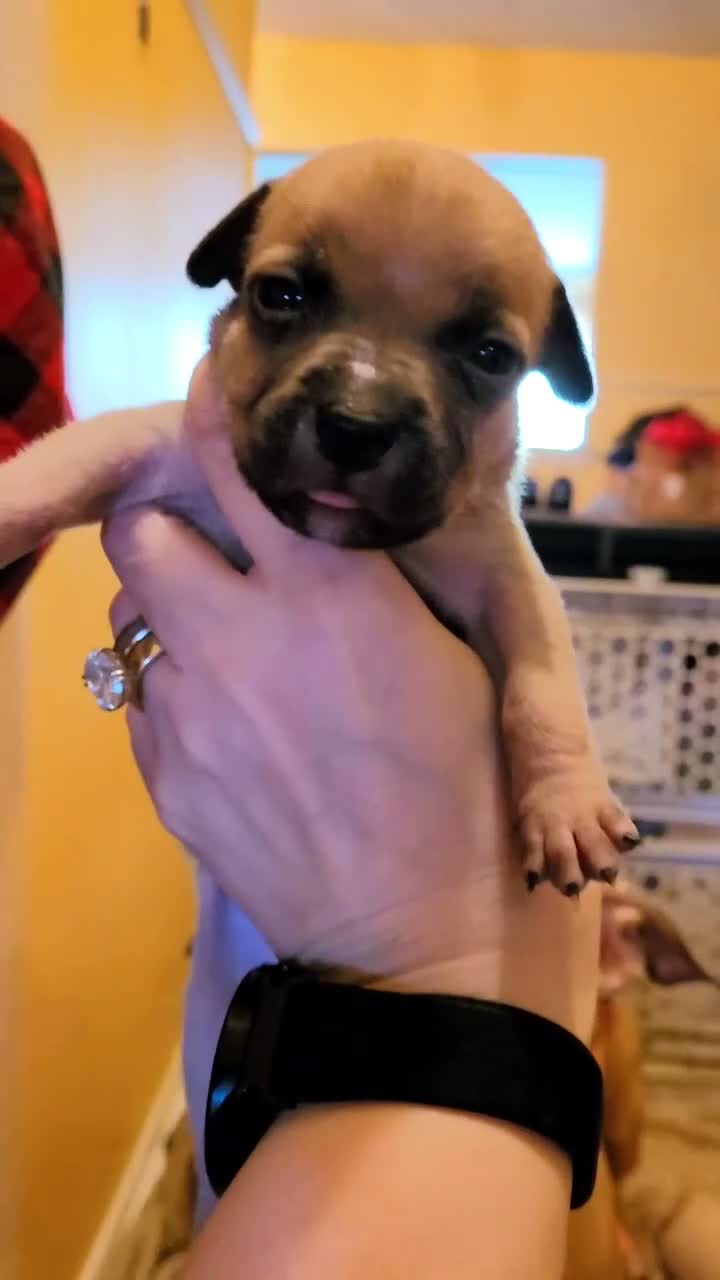 American Bully dogs for sale: Rocky - Video 1