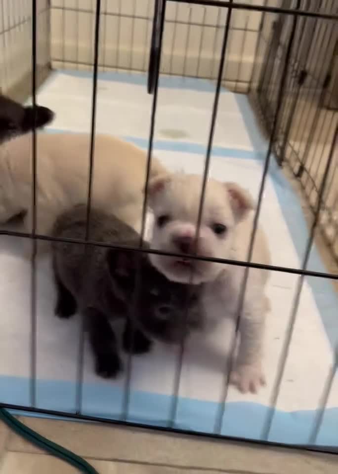 French Bulldog dogs for sale: French Bulldog Puppy 2 - Video 2