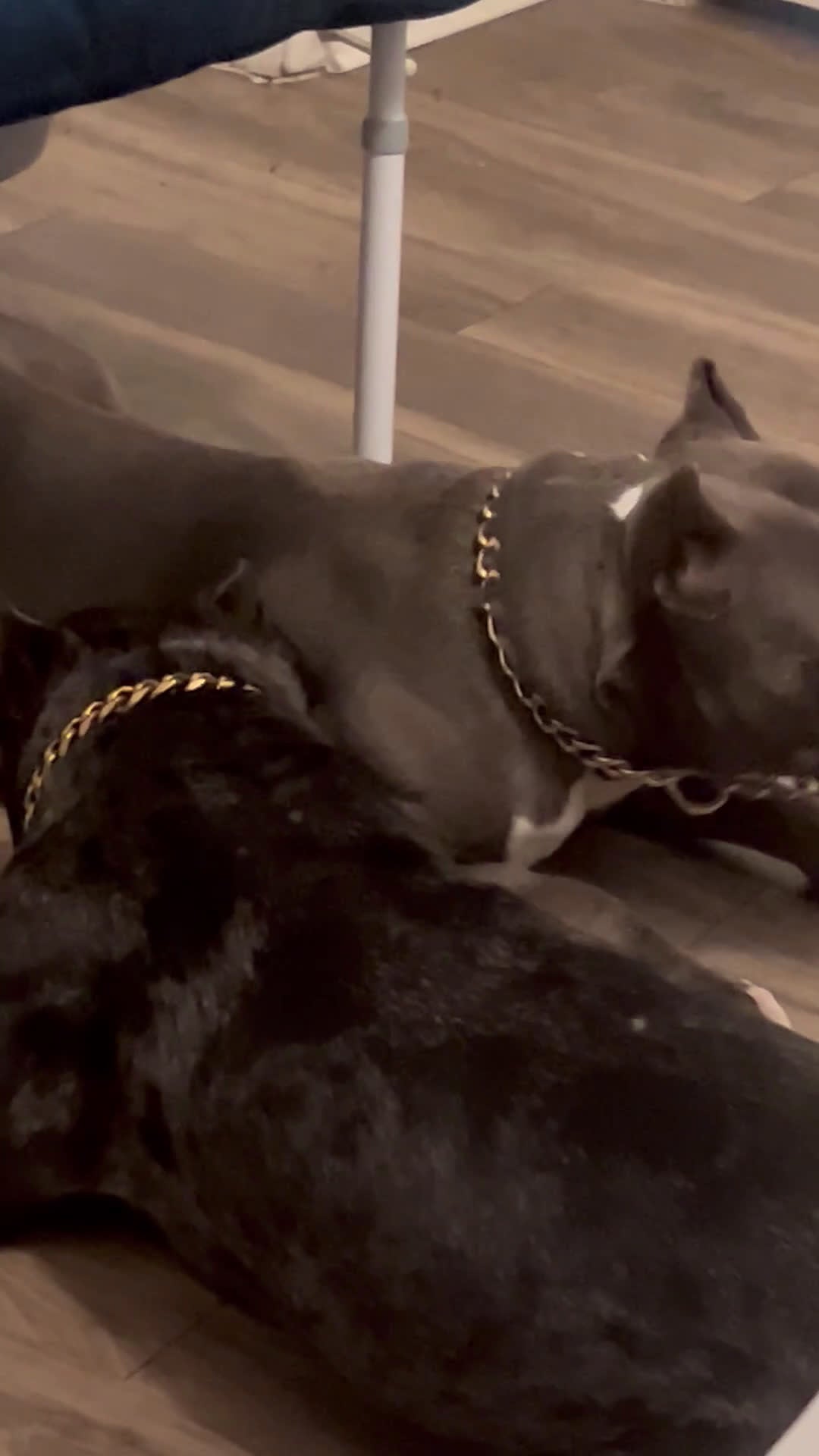 American Bully dogs for stud: Huncho The Black Merle - Video 1