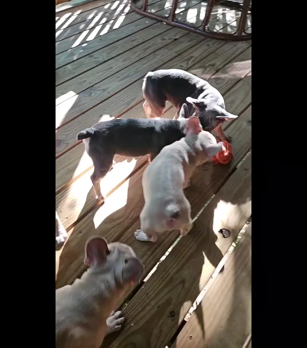 French Bulldog dogs for sale: Napoleon  - Video 1