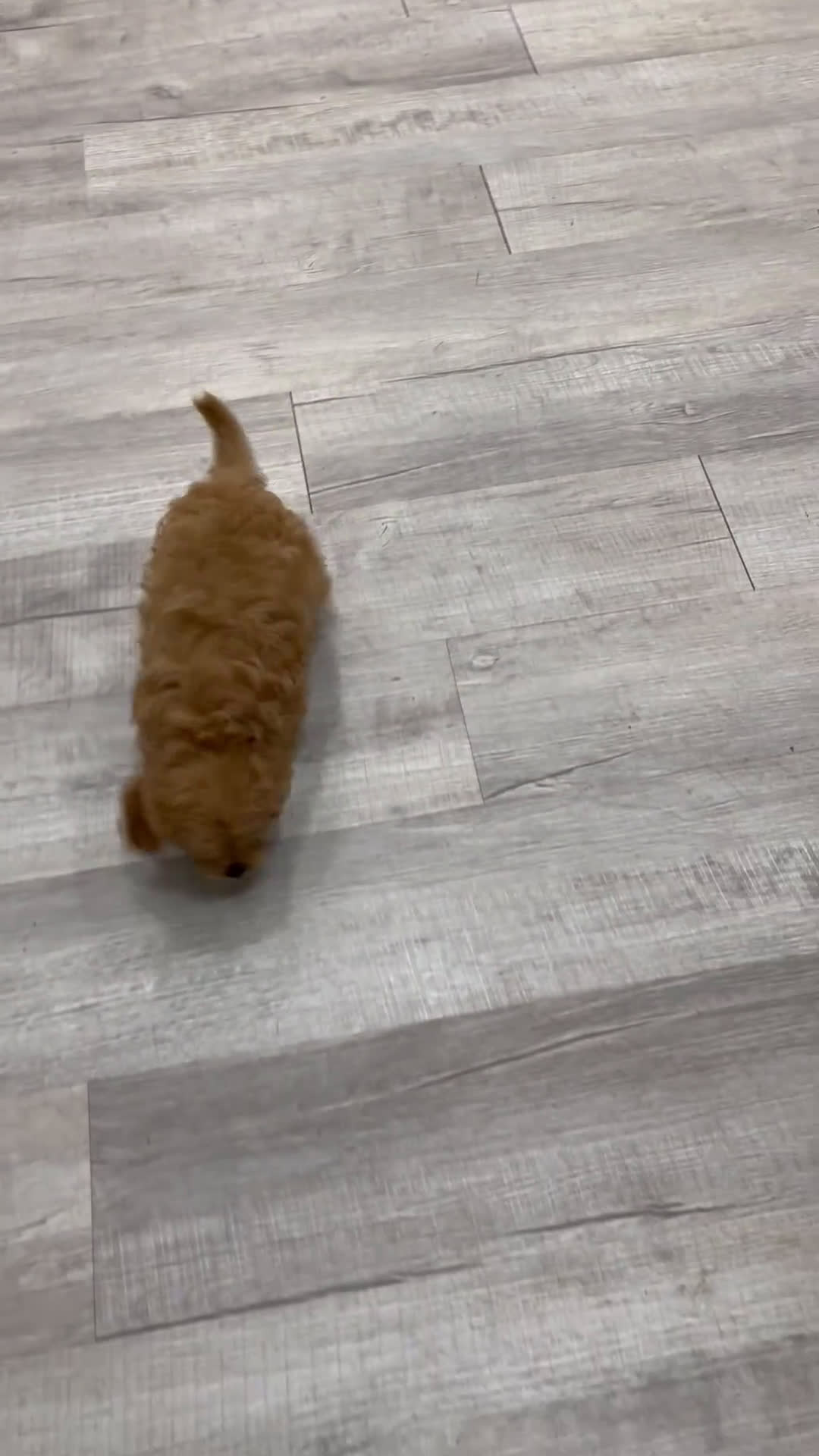 Cavapoo dogs for sale: Ben - Video 1