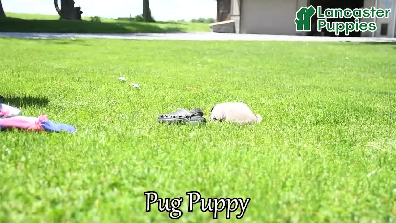 Pug dogs for sale: Alice - Video 1
