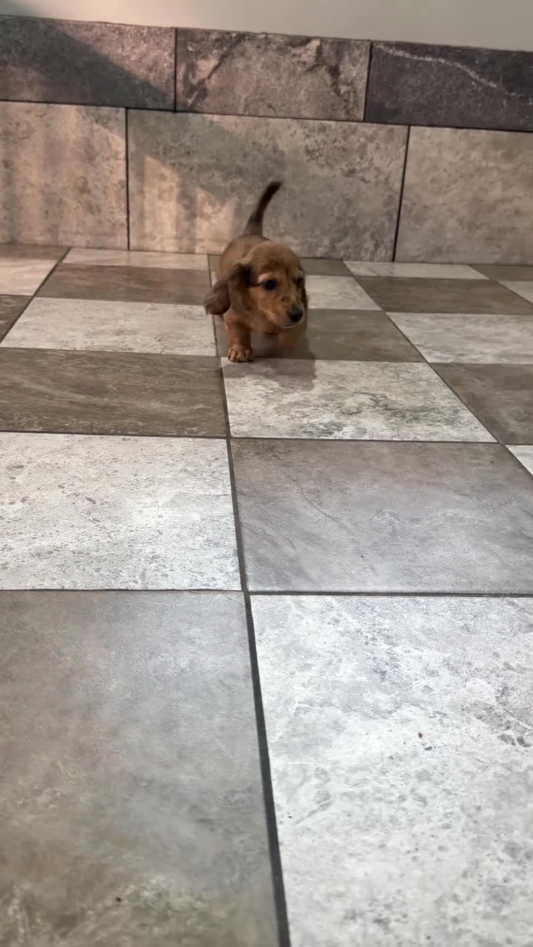Miniature Dachshund dogs for sale: Luke - Video 1