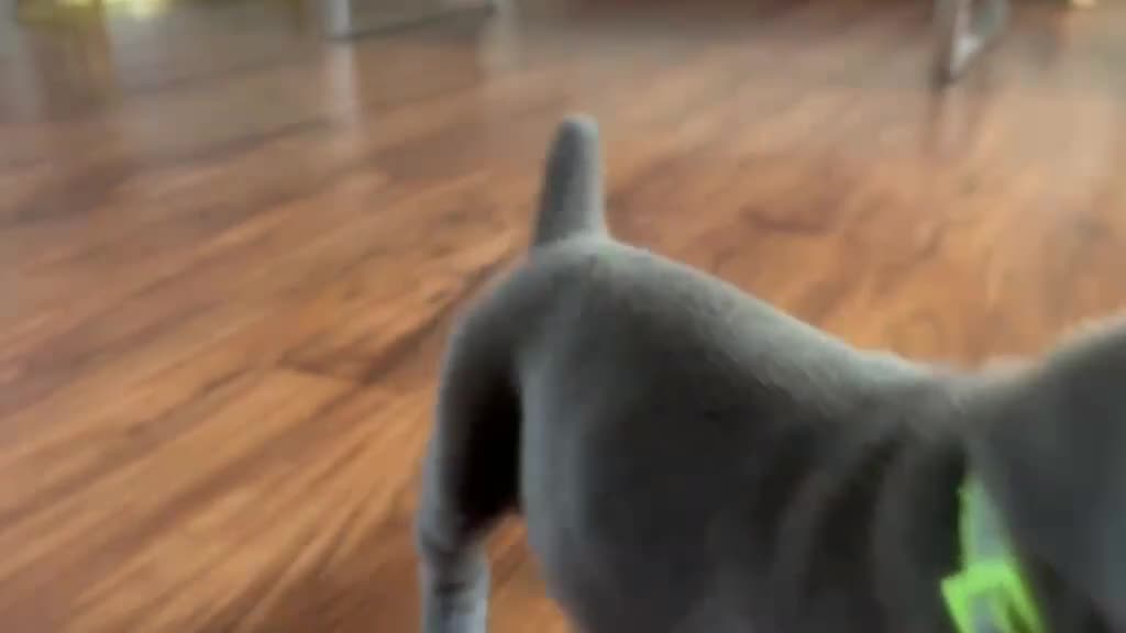 Cane Corso dogs for sale: Cane Corso Puppy 1 - Video 1