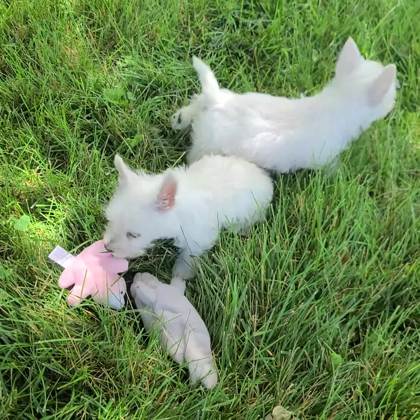 West Highland Terrier dogs for sale: Thomas - Video 1