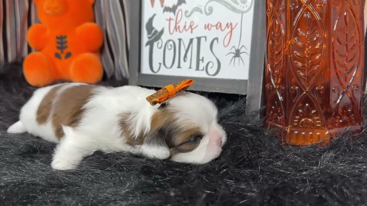Shih Tzu dogs for sale: Shih Tzu 4 - Video 1
