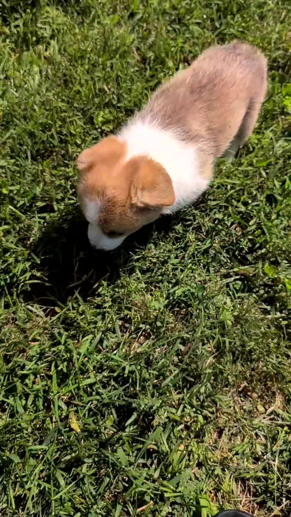 Welsh Corgi Pembroke dogs for sale: Nadia - Video 1
