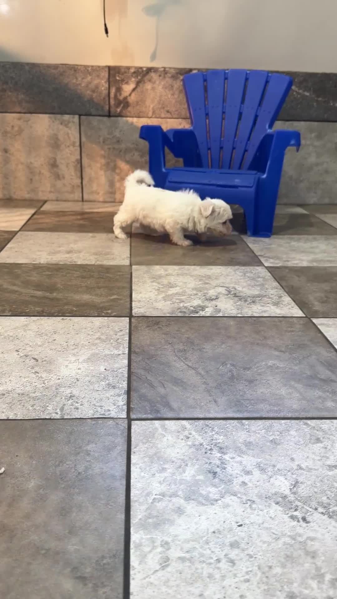 Maltese dogs for sale: Rocky - Video 1