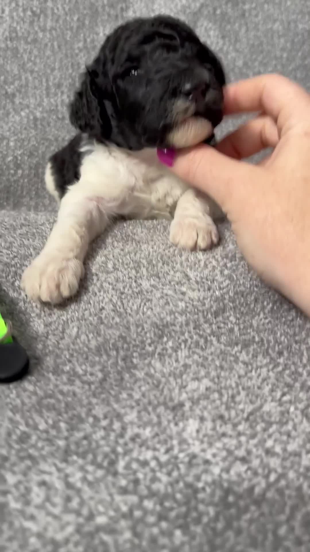 Standard Poodle dogs for sale: Fawn - AKC - Video 2