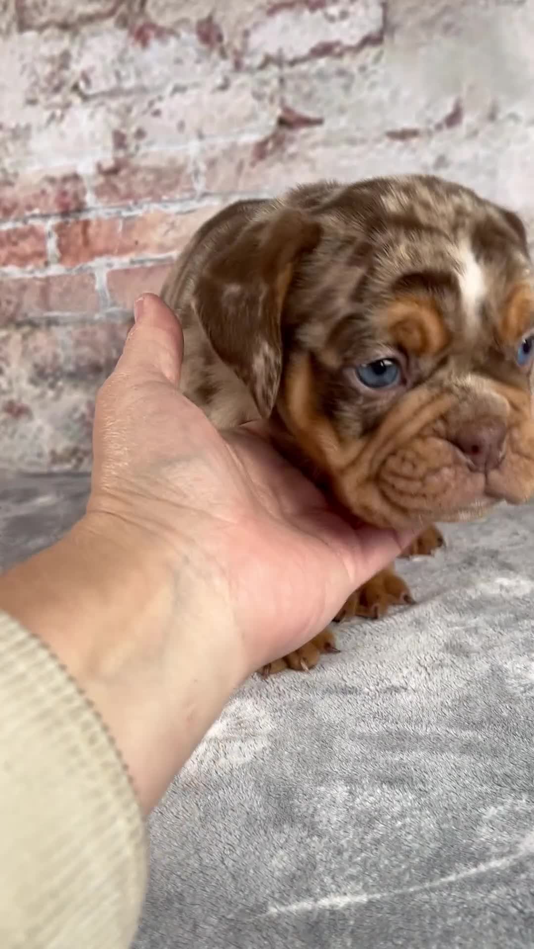 Beabull dogs for sale: Ginger - Video 1