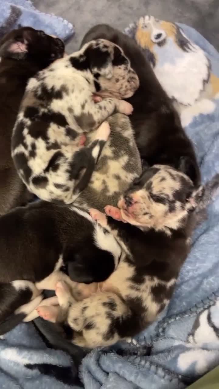 Cane Corso dogs for sale: Female Sentinel Soul’s Black Prada *Black & White North American Mastiff* - Video 2