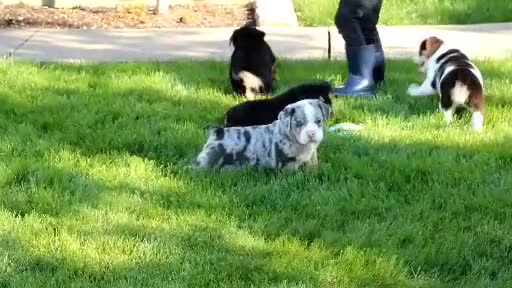Beabull dogs for sale: Brittany - Video 2