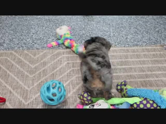 Mini Bernedoodle dogs for sale: Logan - Video 2