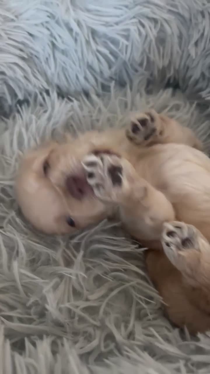Maltipoo dogs for sale: Aspen - Video 1