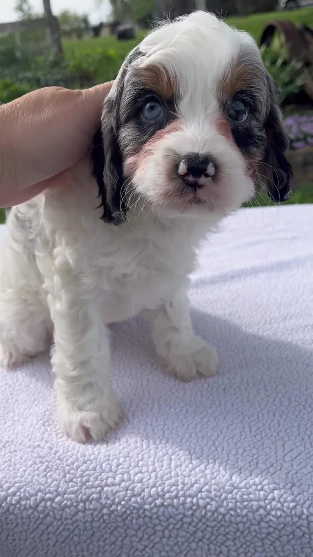 Cavapoo dogs for sale: Alex - Video 1