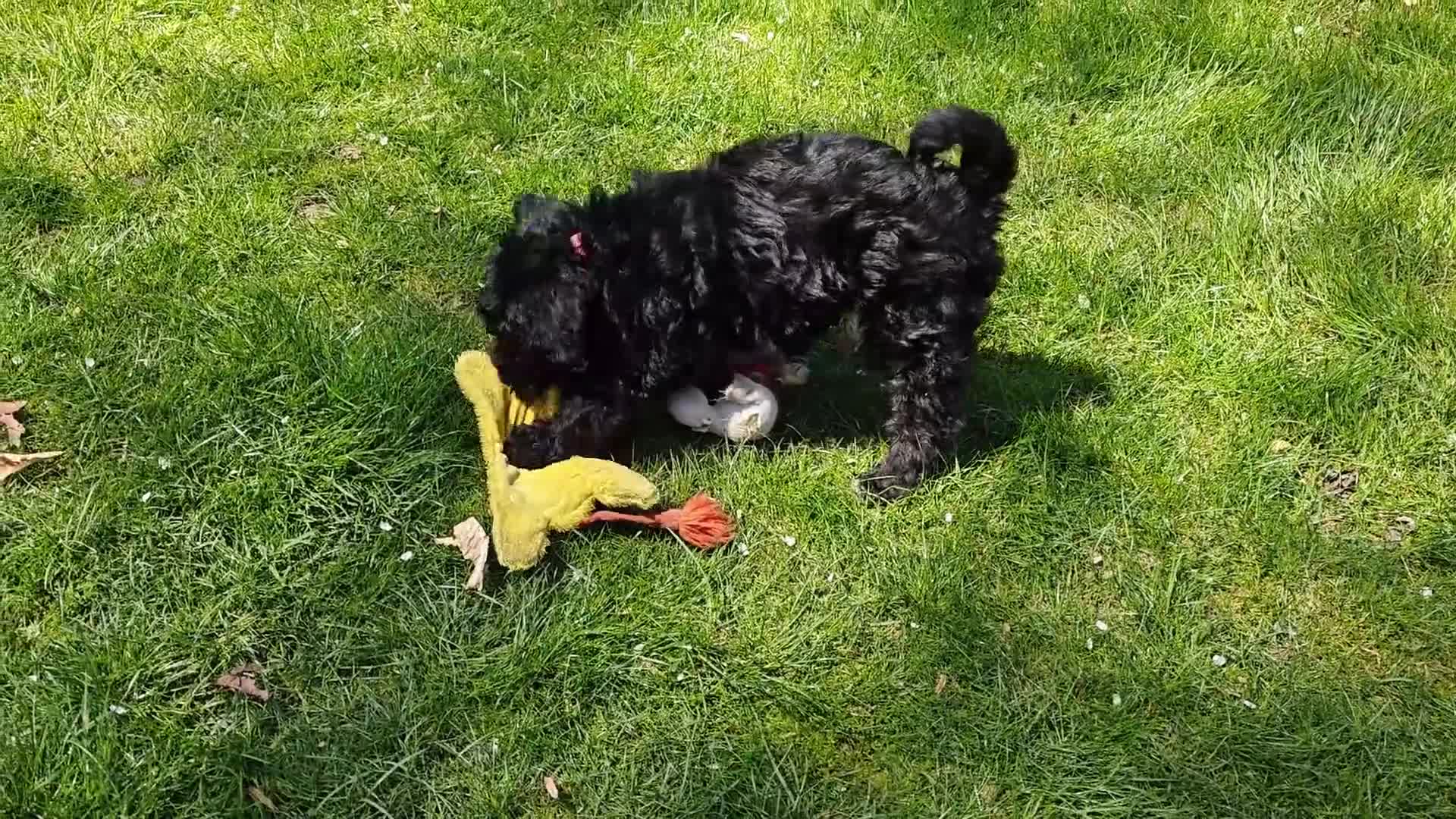 Bernedoodle dogs for sale: Cinder - Video 1