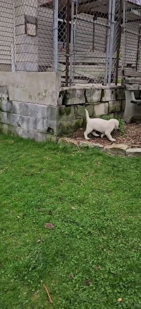 Labrador Retriever dogs for sale: Blake  - Video 1