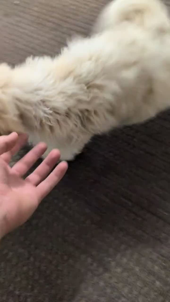 Havapoo dogs for sale: Milo - Video 1