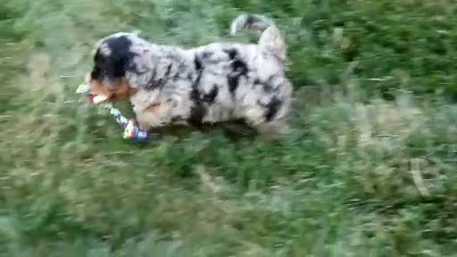 Cavapoo dogs for sale: Sadie - Video 1