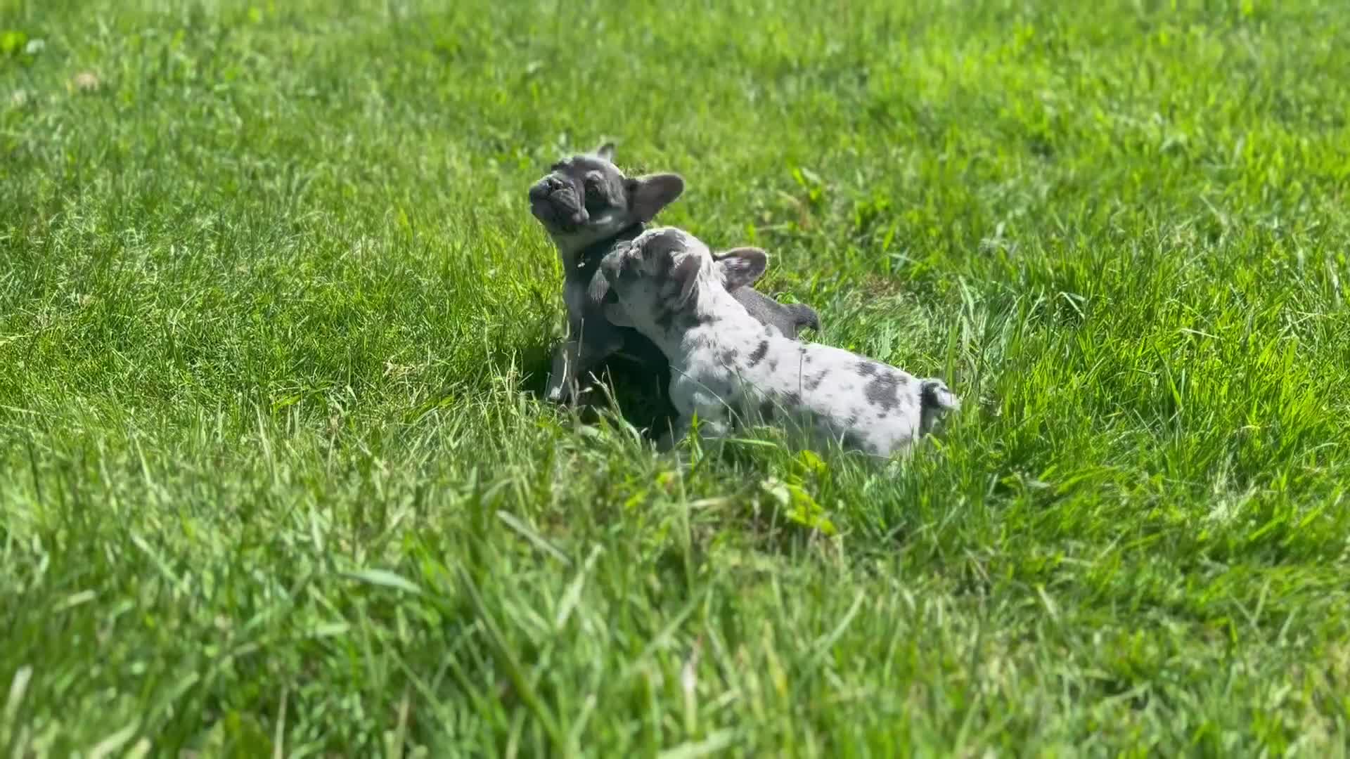 French Bulldog dogs for sale: Charlotte Mousse - Video 3