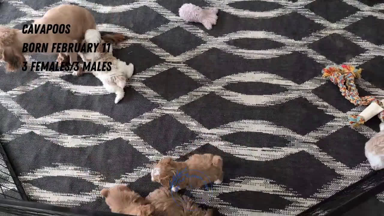 Cavapoo dogs for sale: Rocco - Video 2