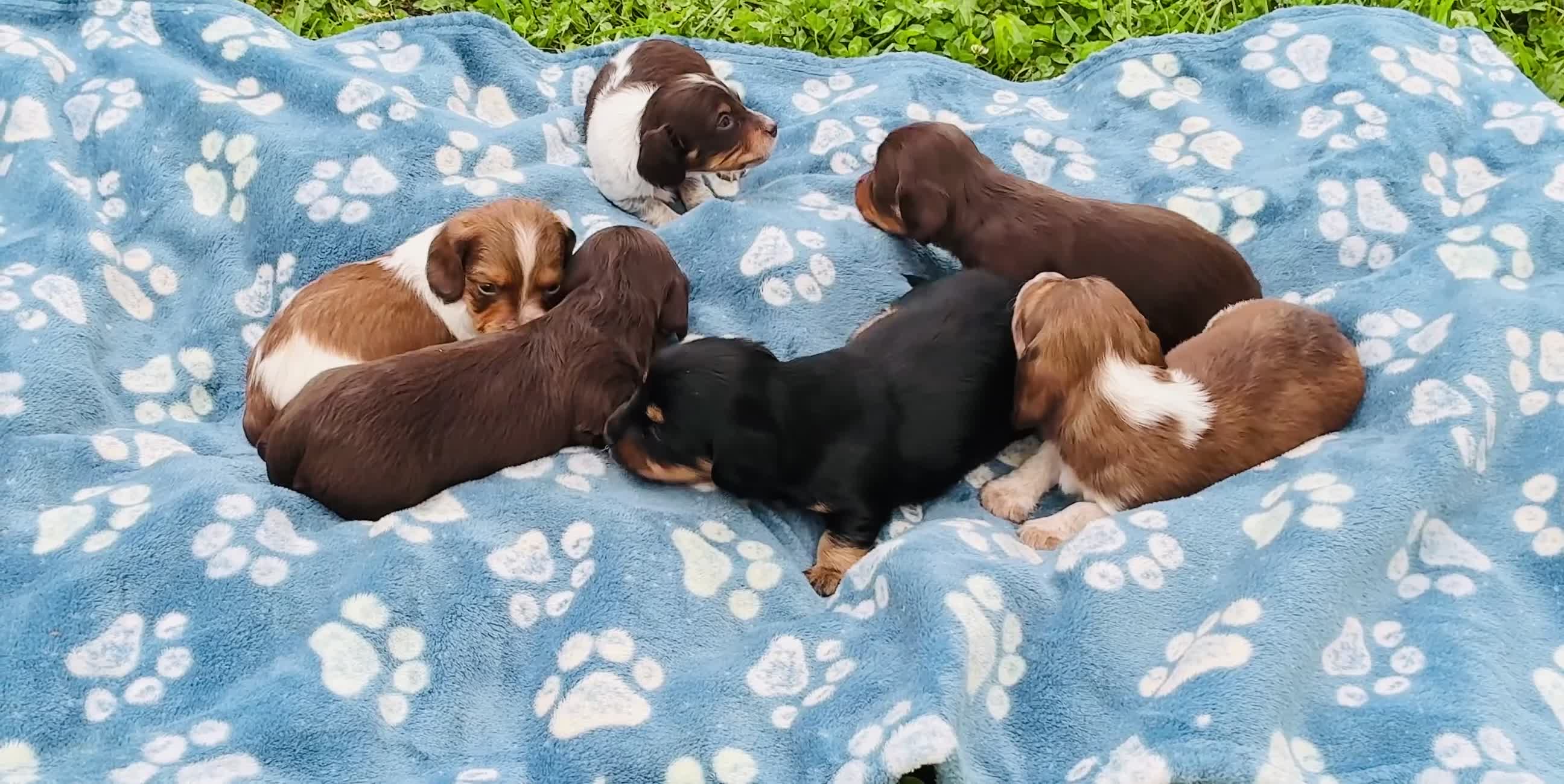 Miniature Dachshund dogs for sale: Atlas - Handsome ACK Long-Haired Tan & White Piebald - Video 1