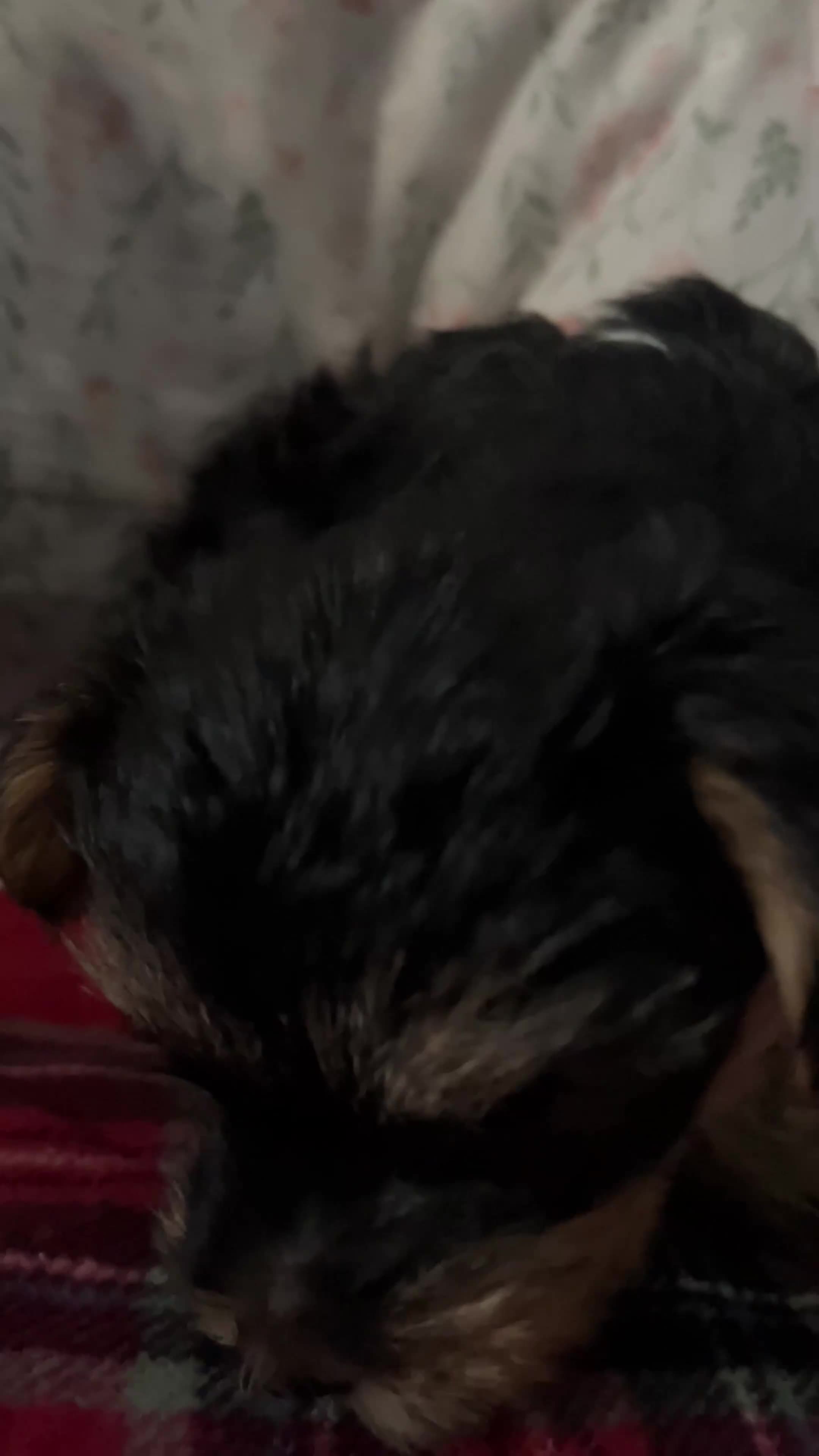 Yorkshire Terrier dogs for sale: Shayla - Video 2