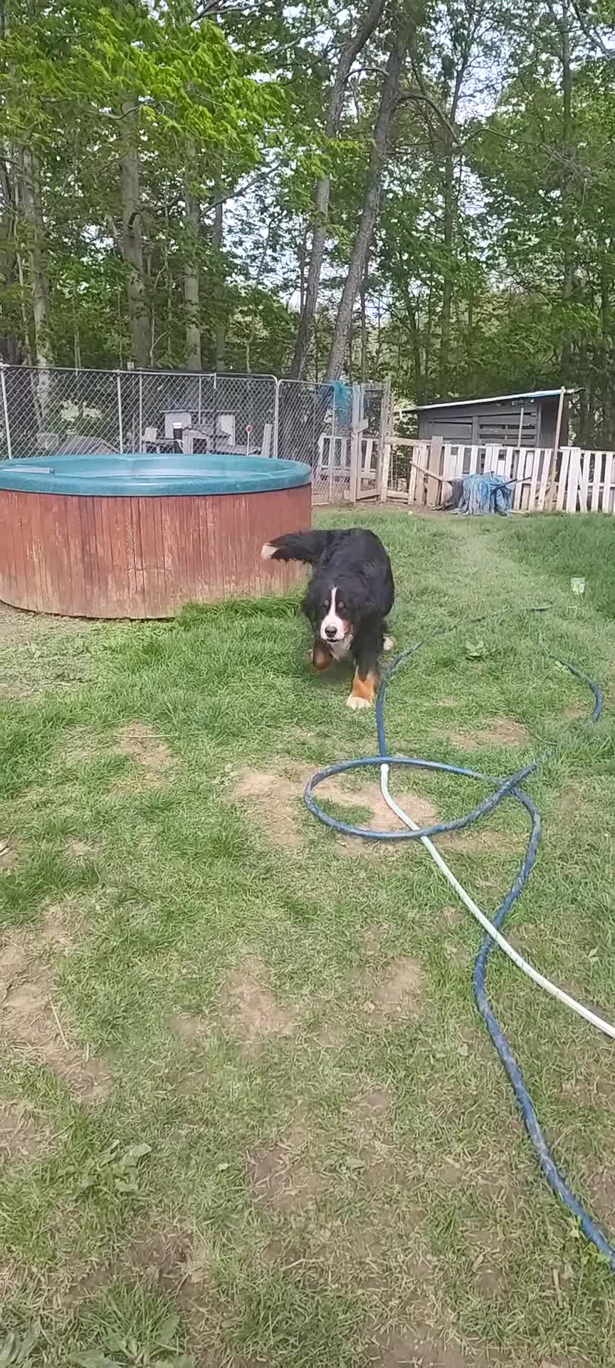 Bernese Mountain Dog dogs for stud: Charlie  - Video 1