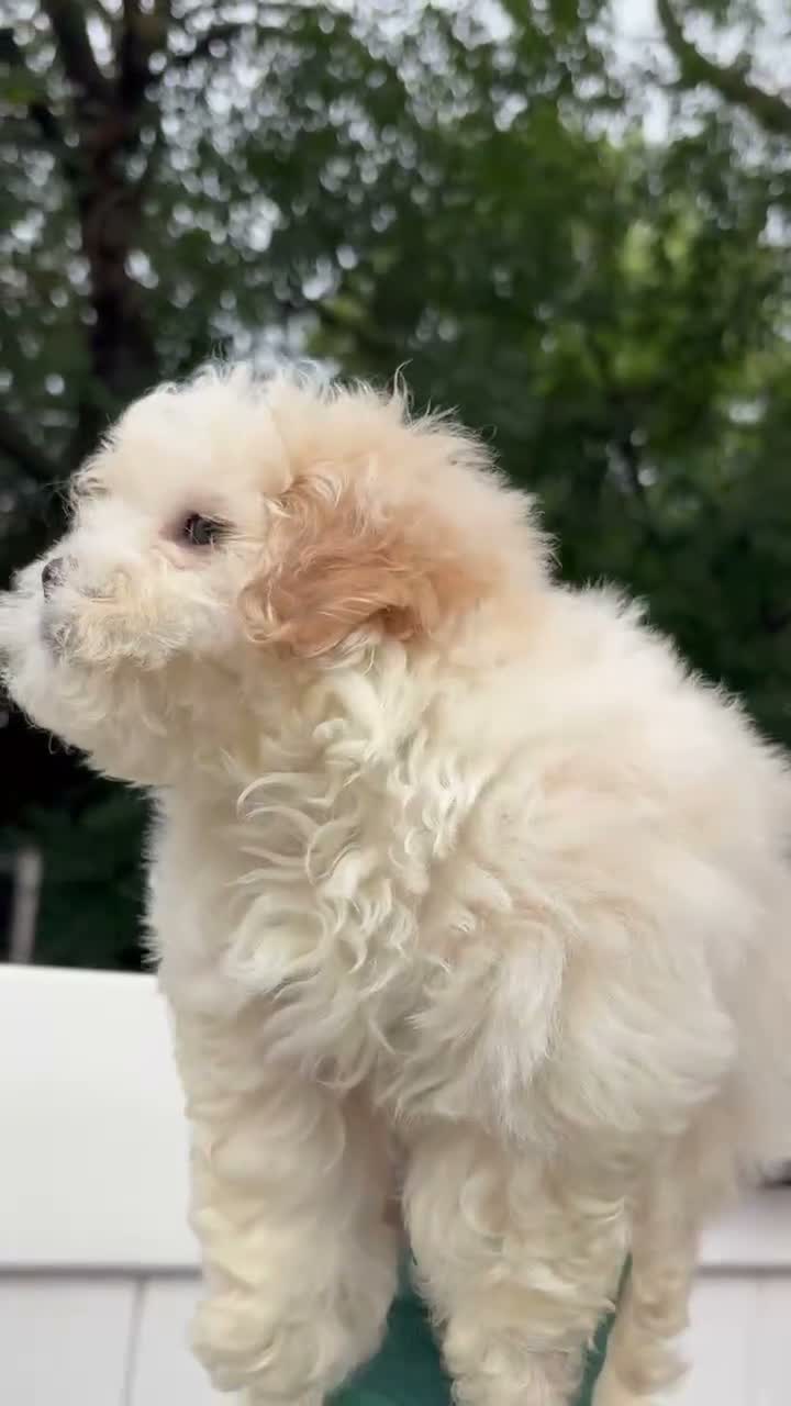 Maltipoo dogs for sale: Maltipoo 1 - Video 1