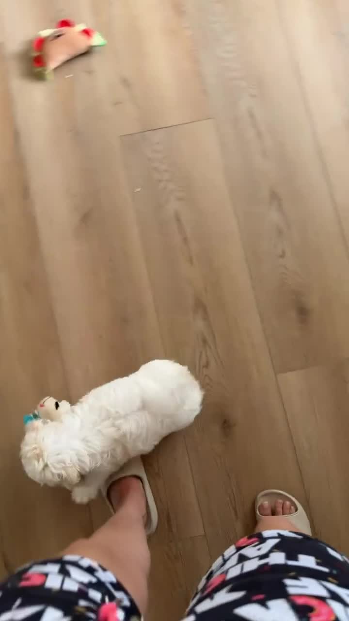 Bichon Frise dogs for sale: Bichon Frise 1 - Video 1