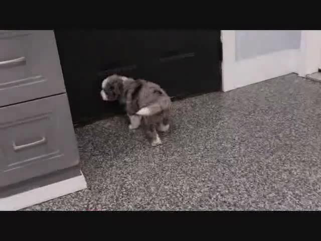 Mini Bernedoodle dogs for sale: Maggie - Video 3