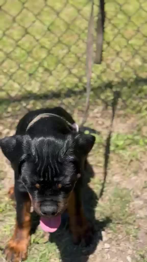 Rottweiler dogs for sale: Rottweiler Puppy 1 - Video 1