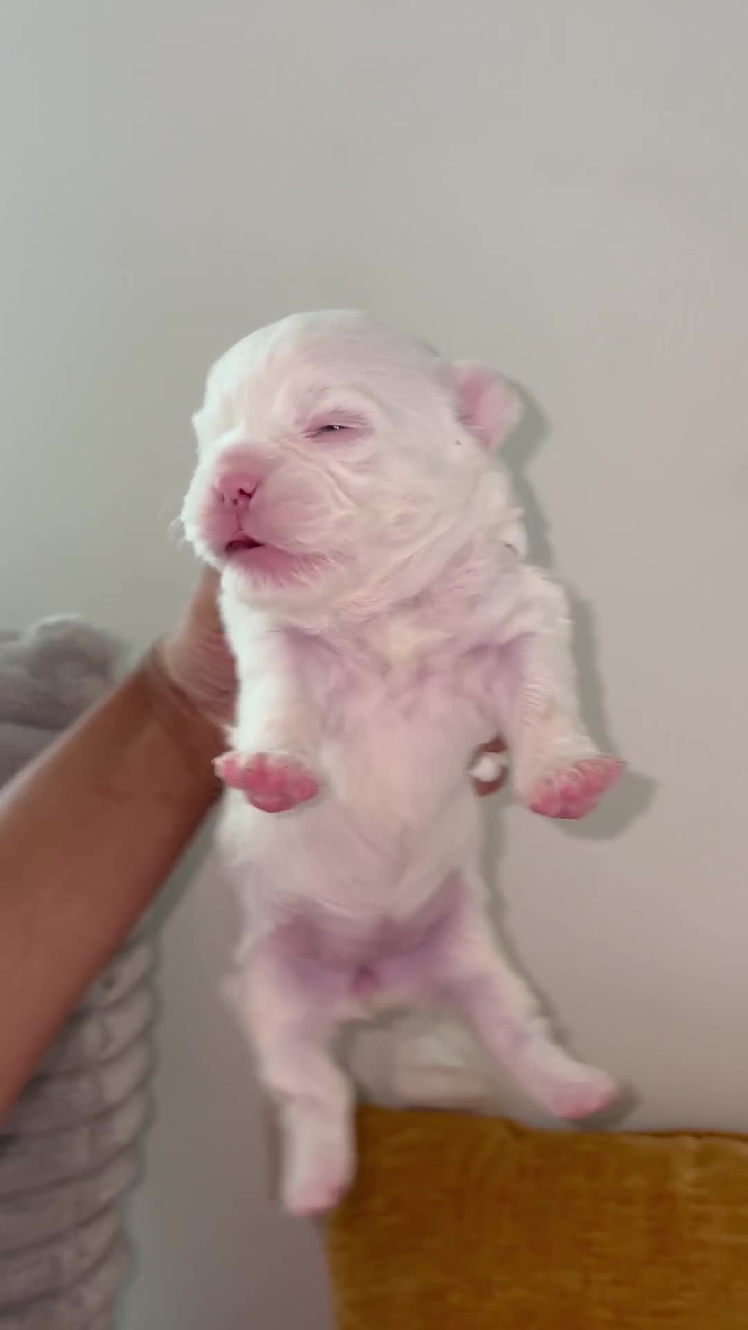 French Bulldog dogs for sale: Snow - Video 1