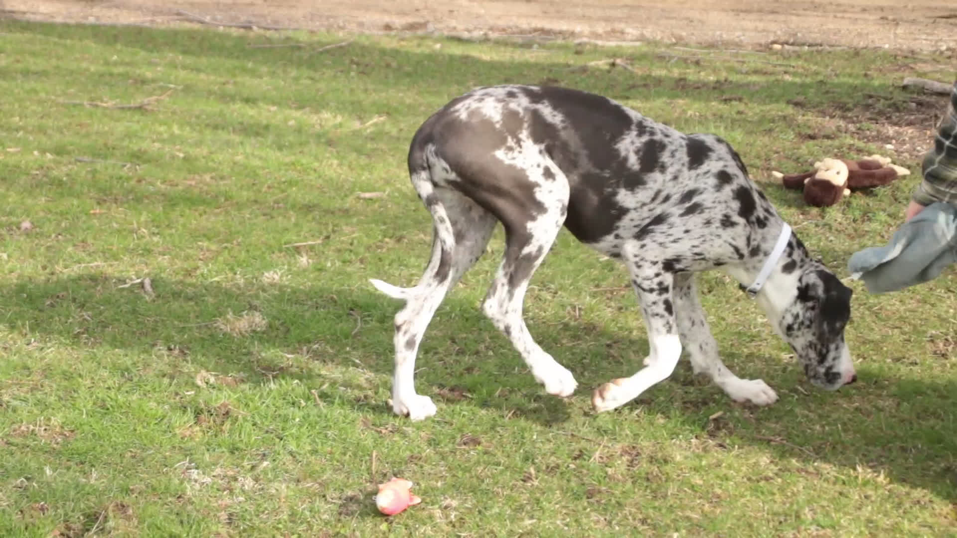 Great Dane dogs for sale: Lorelai - Video 1