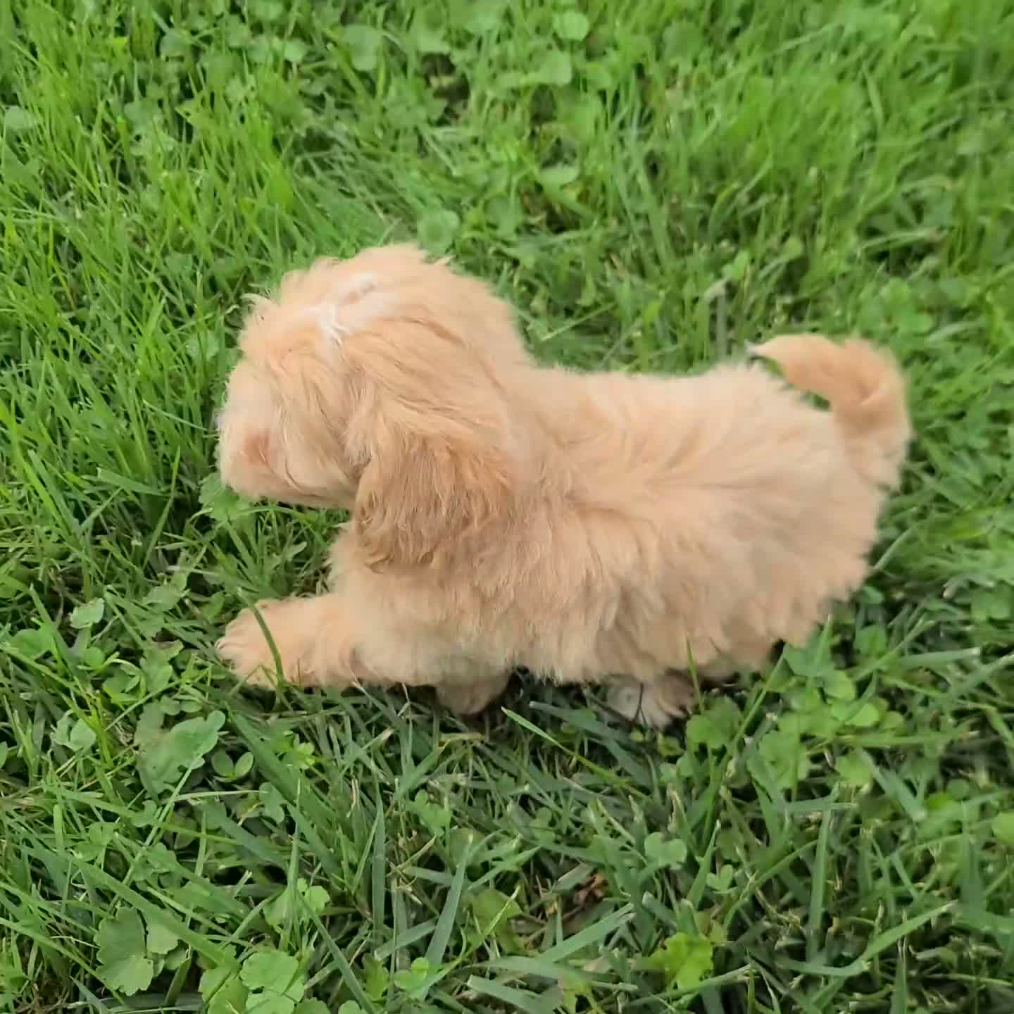 Maltipoo dogs for sale: Baily - Video 1