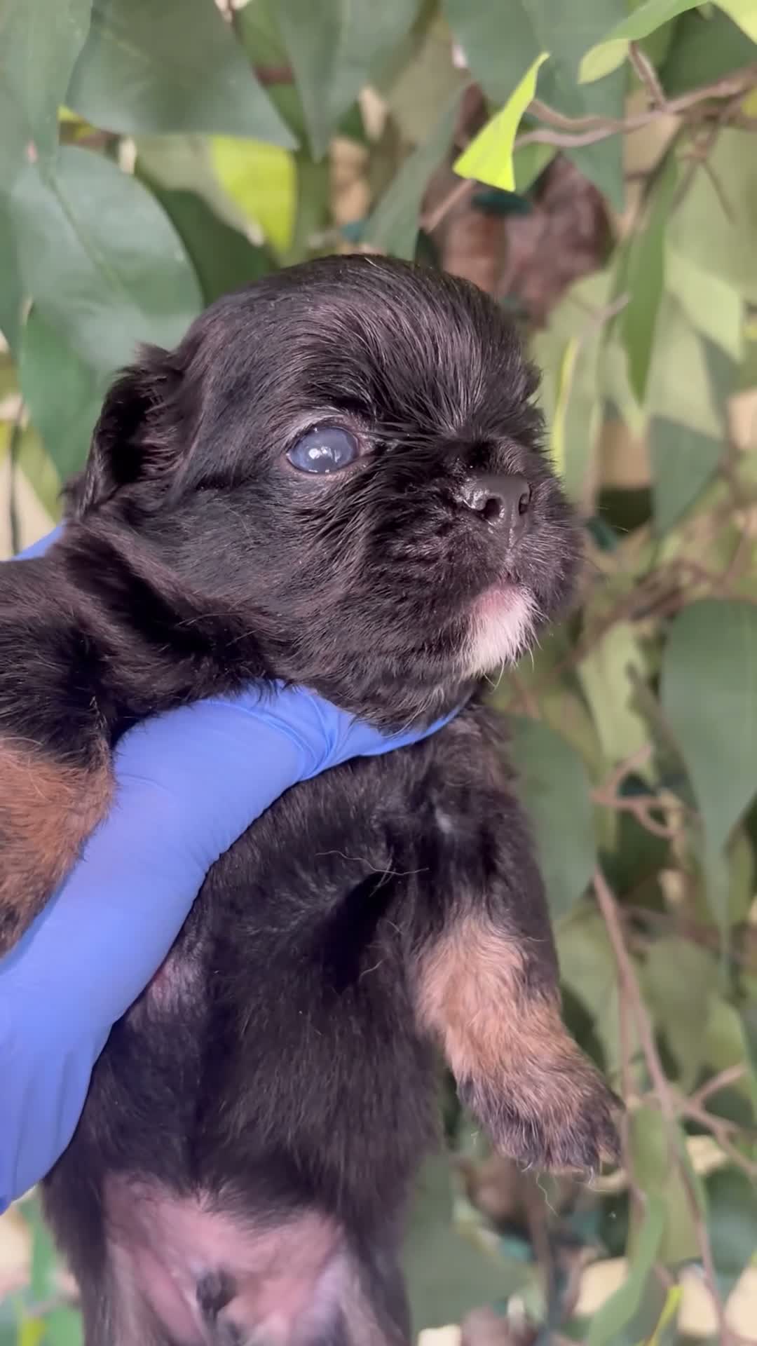 French Bulldog dogs for sale: French Bulldog 4 - Video 1