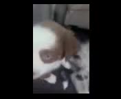 Miniature Australian Shepherd dogs for sale: Captain - Video 2