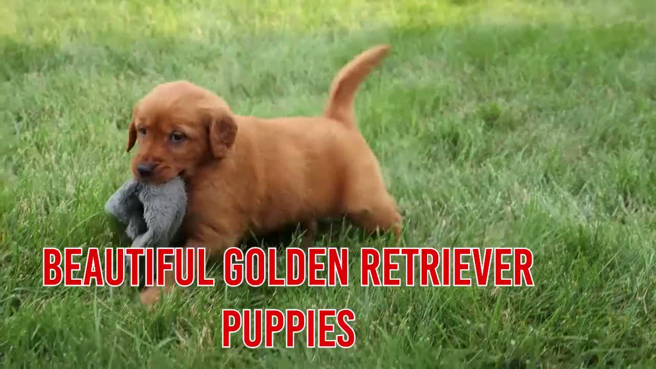 Golden Retriever dogs for sale: Quincy💙 - Video 1