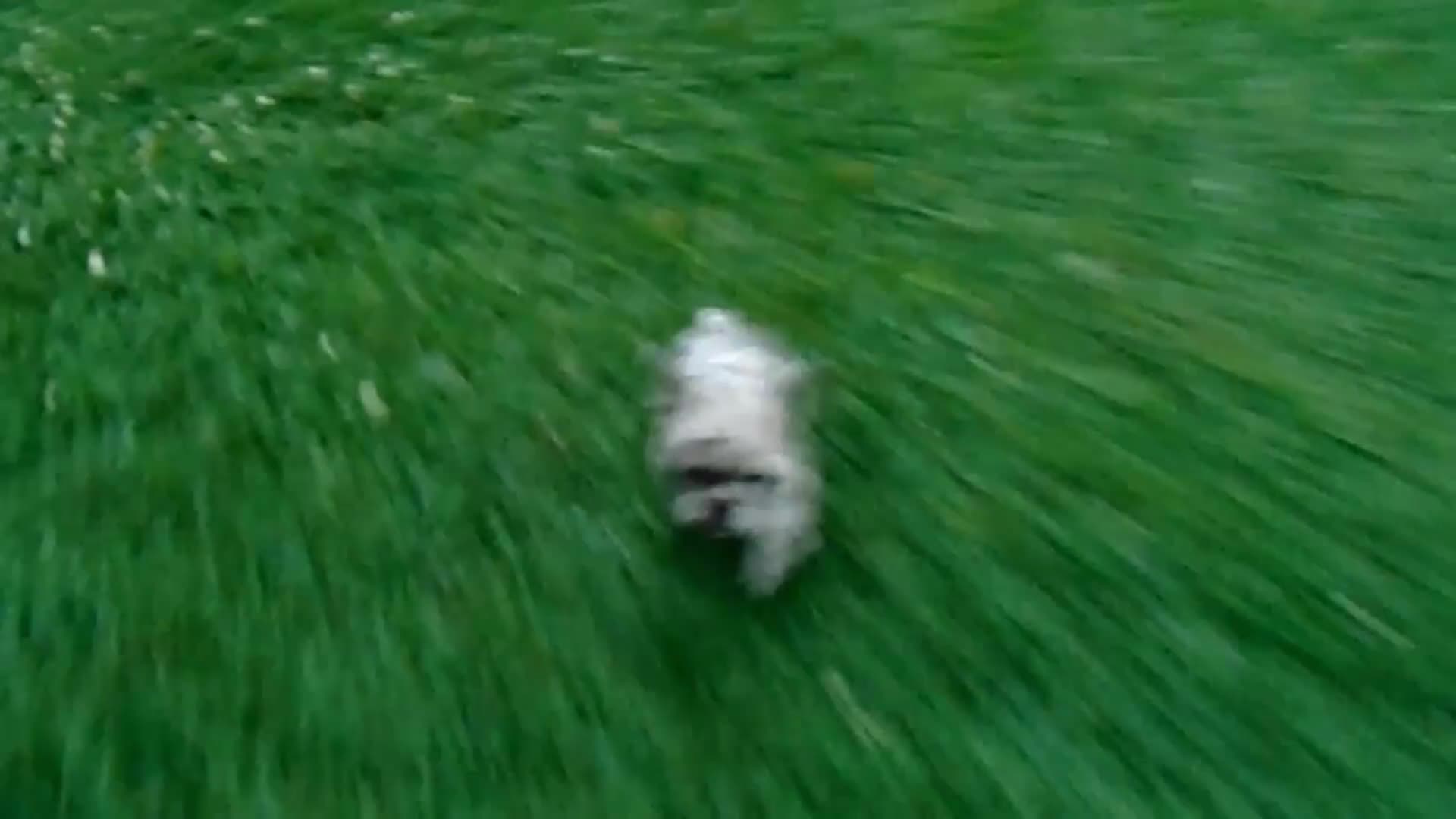 French Bulldog dogs for sale: Tyler - Video 1