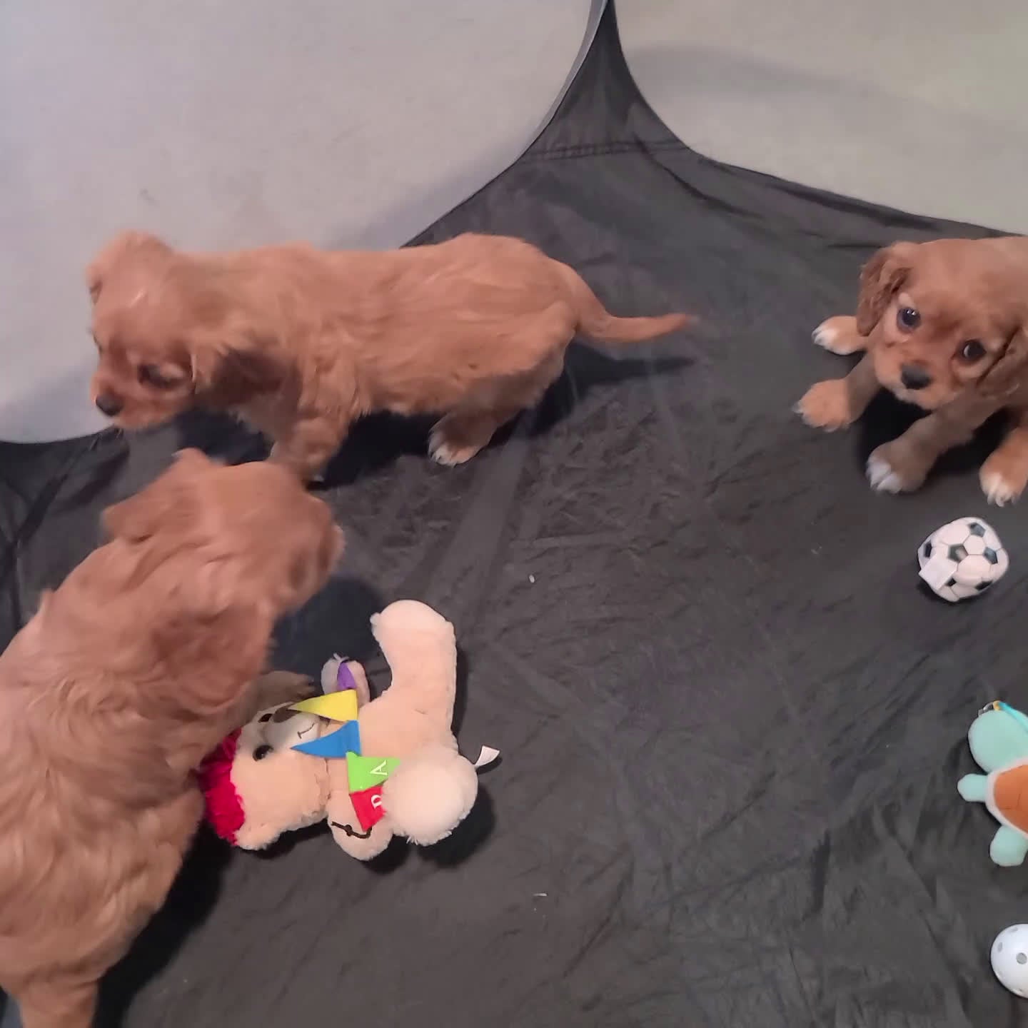 Cairn Terrier dogs for sale: Rex  - Video 1