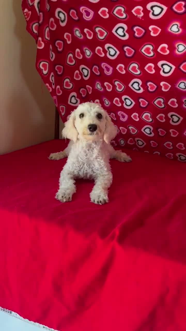 Toy Poodle dogs for sale: Mimi - Video 1