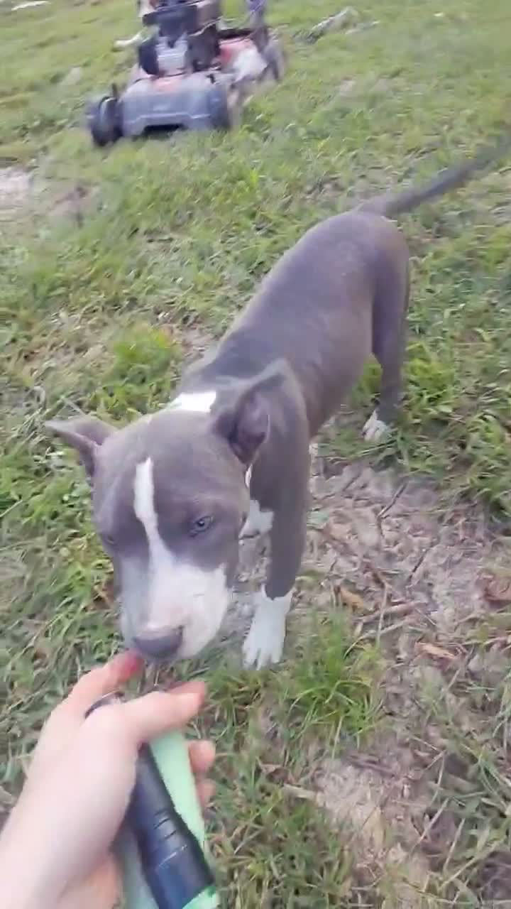 American Pit Bull Terrier dogs for sale: American Pit Bull Terrier 4 - Video 1