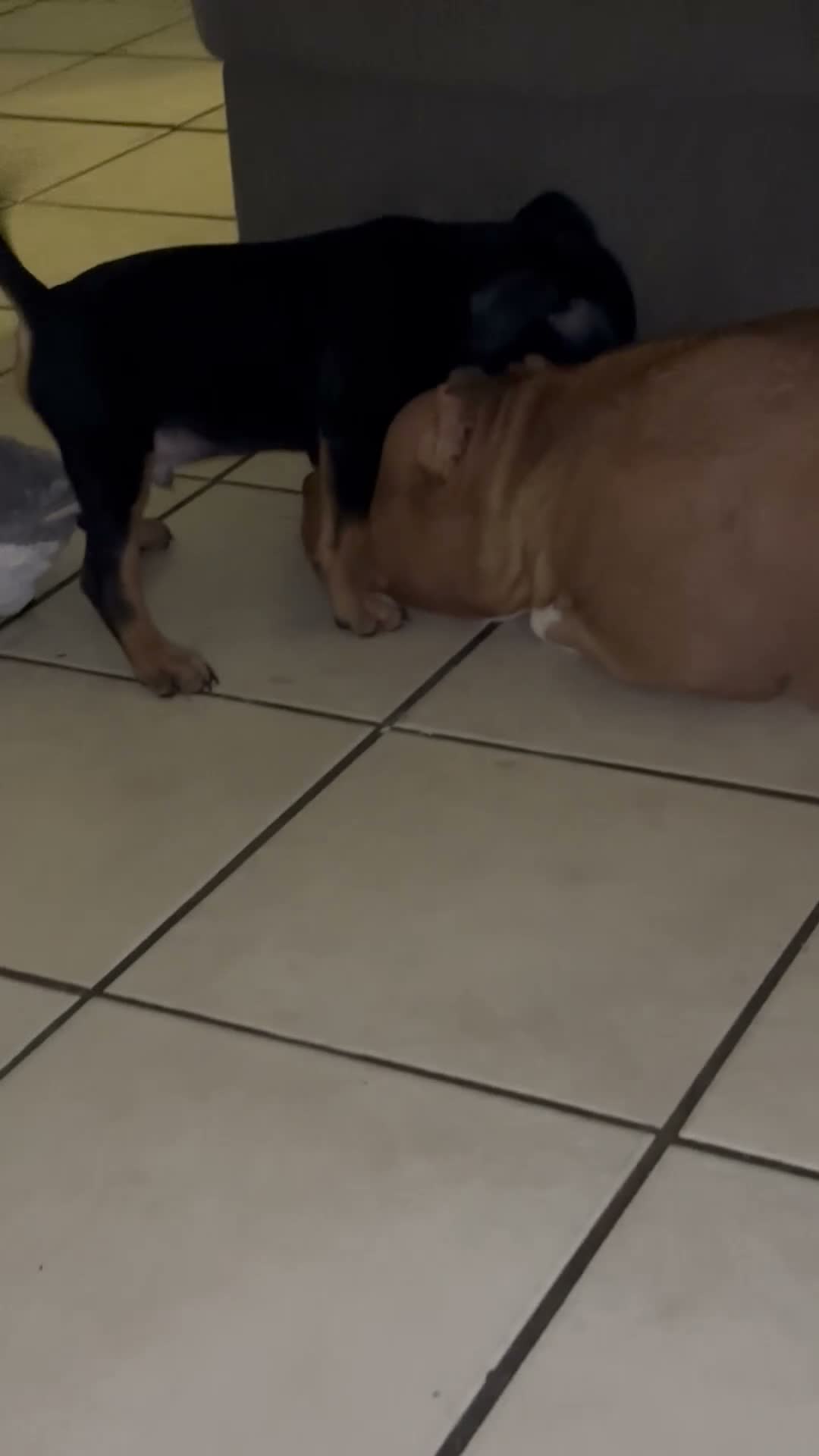 American Bully dogs for sale:  1 - Video 1