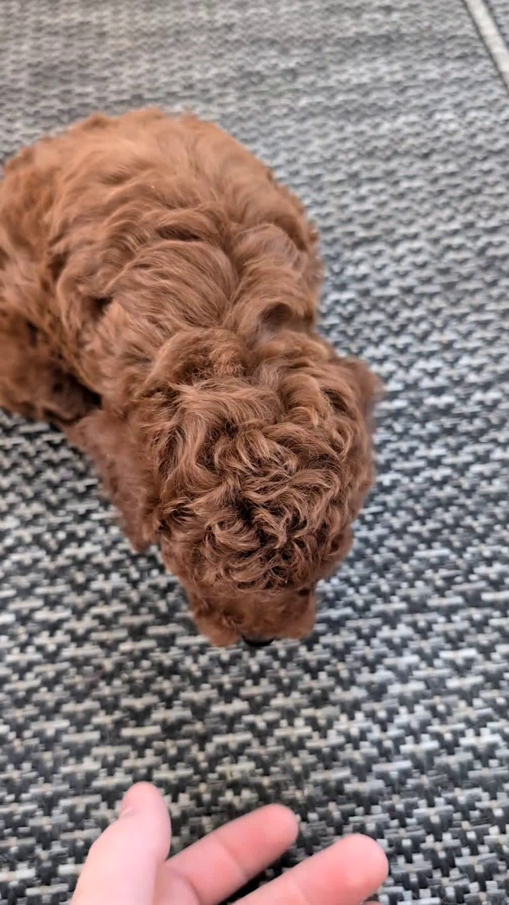 Toy Poodle dogs for sale: Chief - Video 1